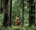Ewoks Ewoks
